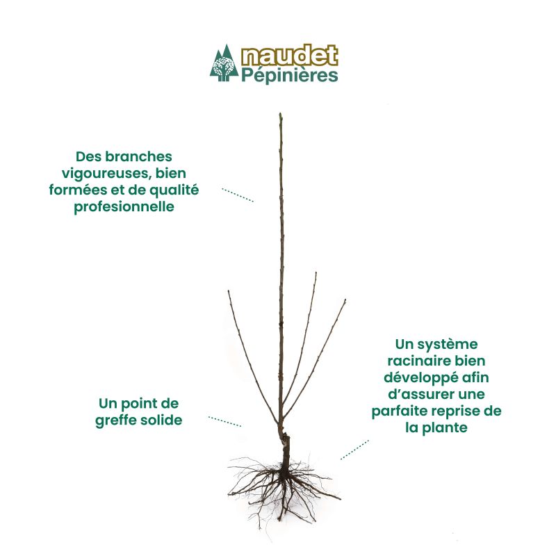 Prunier 'd'agen' - scion de 100 à 150cm