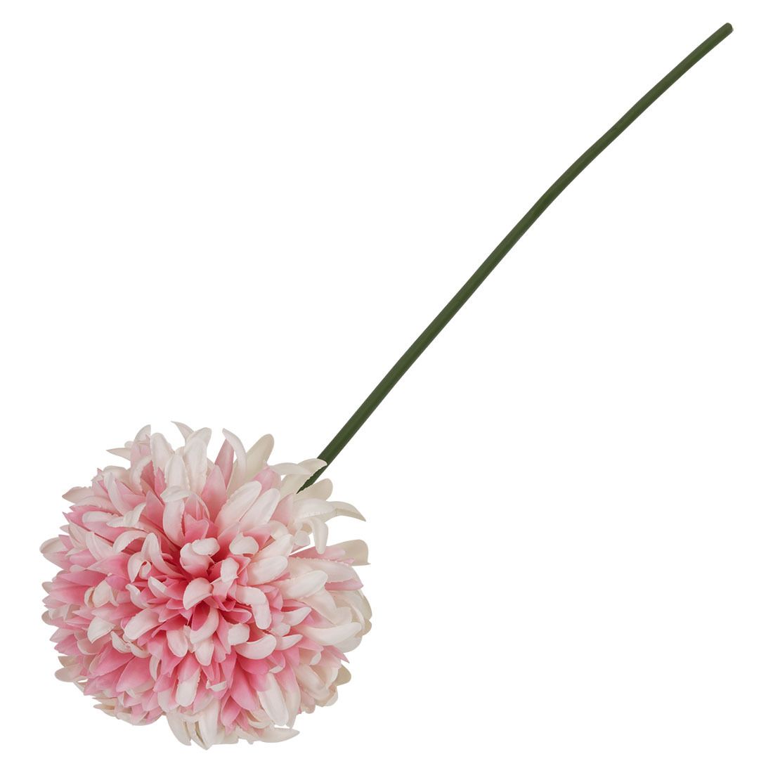 Krysantemum blomst