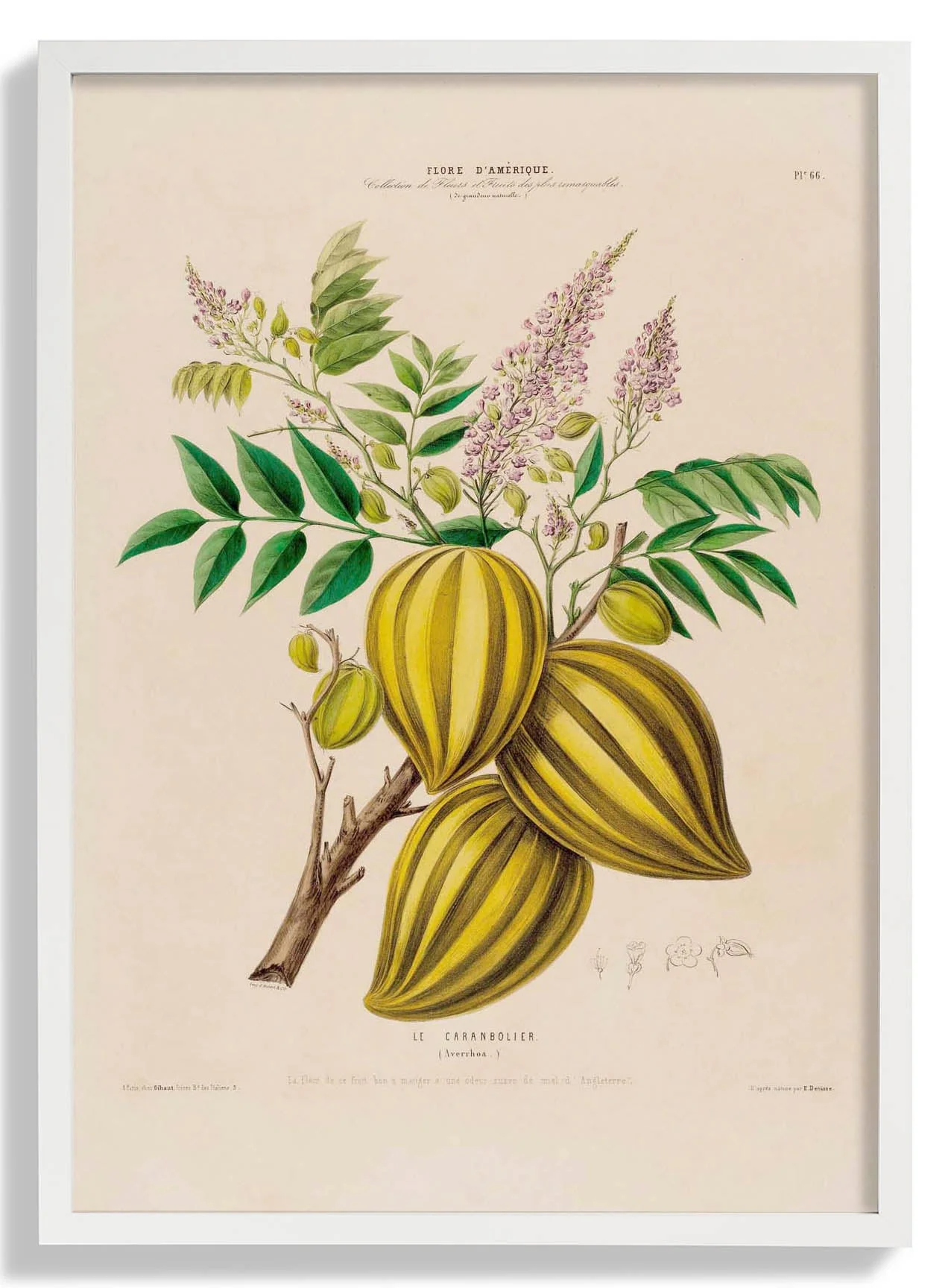 Le Caranbolier
