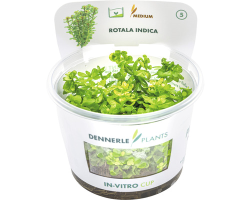 Rotala indica In-Vitro