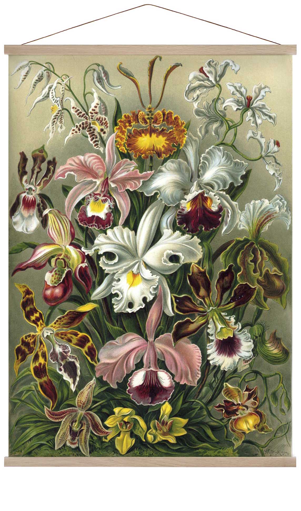 Orchideae Lilly Flowers von Ernst Haeckel