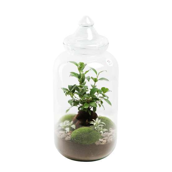 TERRA VIVANT - Bonbonne M BV-(870798)