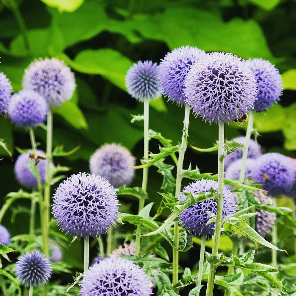Echinops bann. 'Taplow Blue' Kuletistel  'Taplow Blue' Ø11 cm