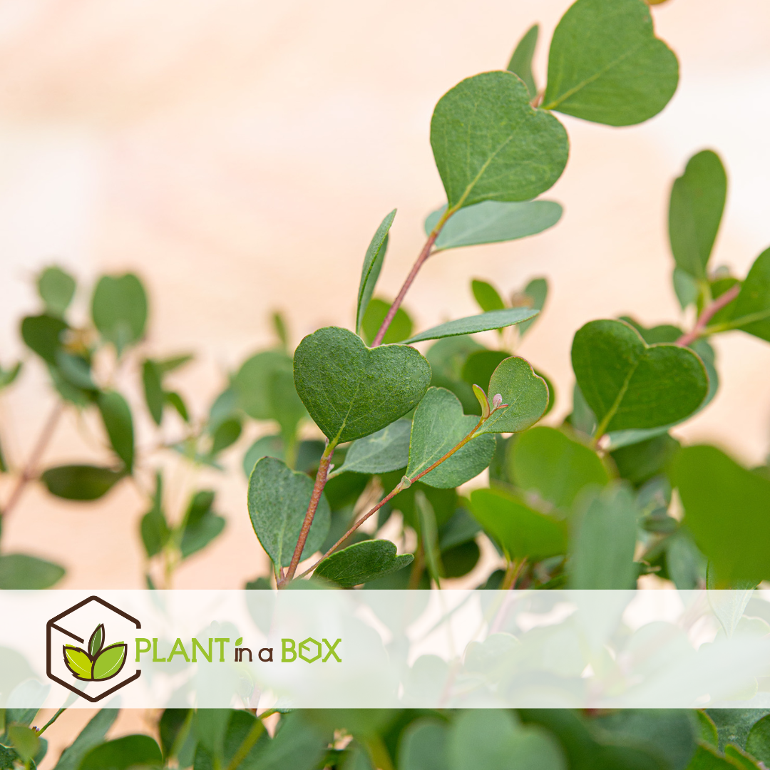 Eucalyptus botanic hearts - set de 2 - pot 19cm - hauteur 40-50cm