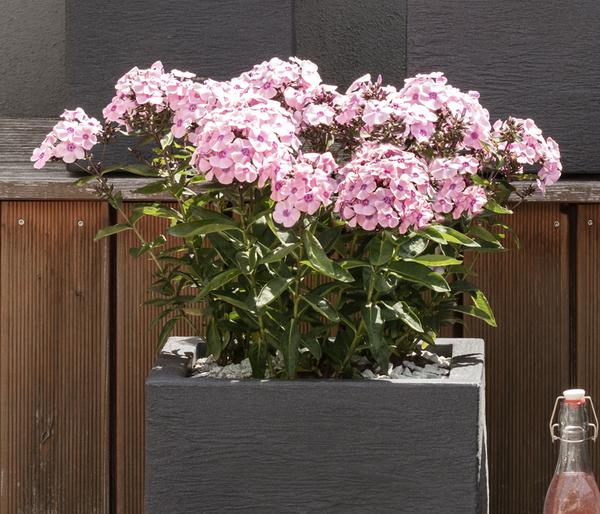 Bio Stauden-Phlox, rosa
