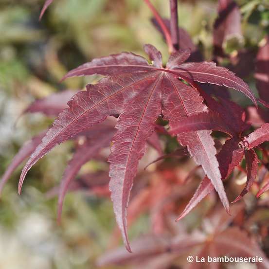 Acer palmatum Skeeter's Broom :C7L h.60/80cm