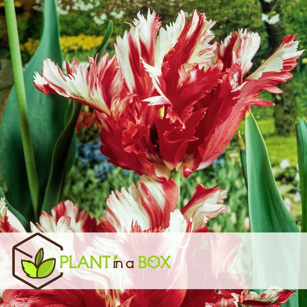 Tulipa estella rijnveld - 21x bulbes de tulipes - bulbes de fleurs résistantes