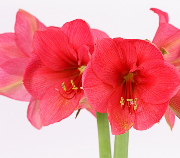 Amaryllis - Hippeastrum-Hybride, zweitriebig,