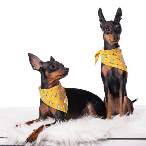 Bandana cor mostarda para cães com estampa de carro
