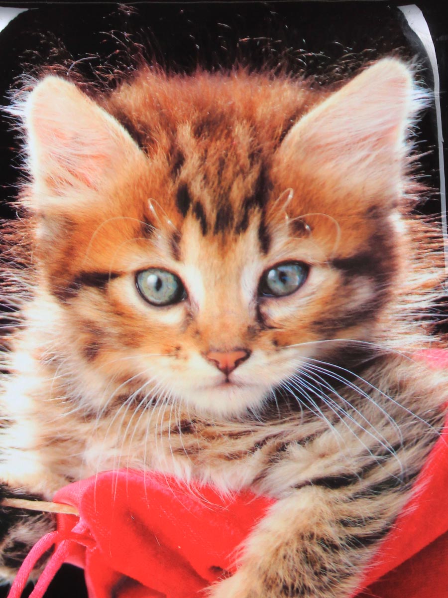 Valise Madisson Chaton 55 cm