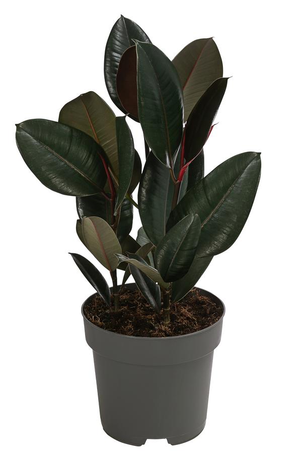 Gummibaum - Ficus elastica 'Abidjan'