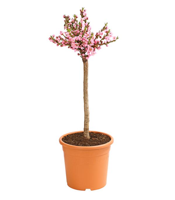 Zwergnektarine 'Rubis Necta Zee'