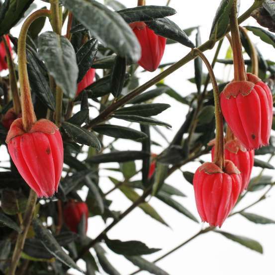 Crinodendron hookerianum : ctr 5 L