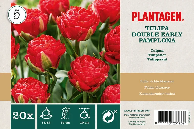 Tulipa gesneriana 'Pamplona' Tulipan 'Pamplona'