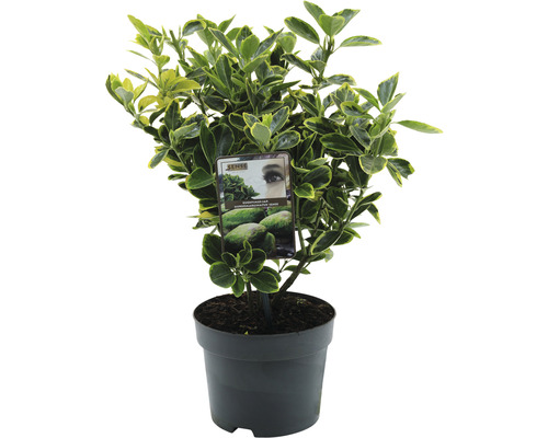 Japanse kardinaalsmuts FloraSelf Euonymus japonicus 'Aureomarginatus' H 20-25 cm Co 2 L