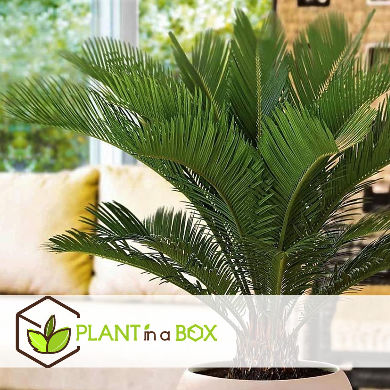 Cycas revoluta - set de 2 - palmier fougère - pot 15cm - hauteur 45-60cm
