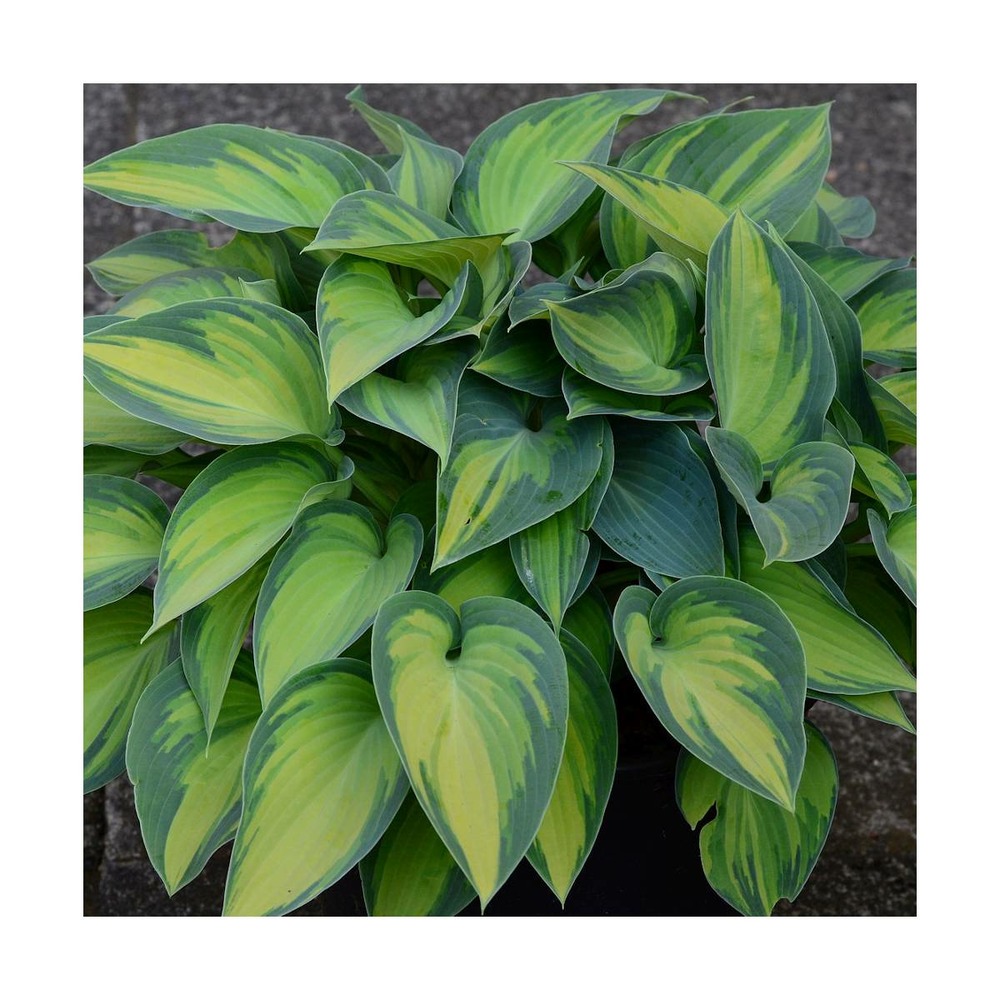 Hosta great expectations/hosta x great expectations[-]godet