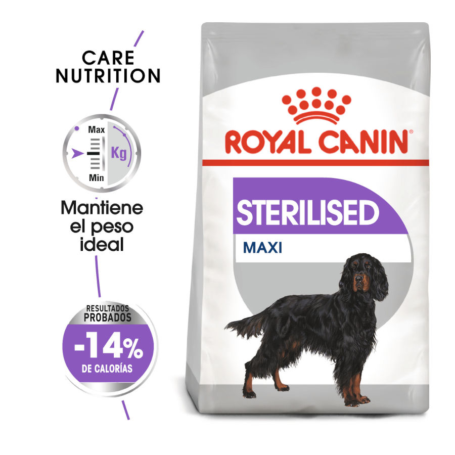 Ração esterilizada Royal Canin Maxi para cães