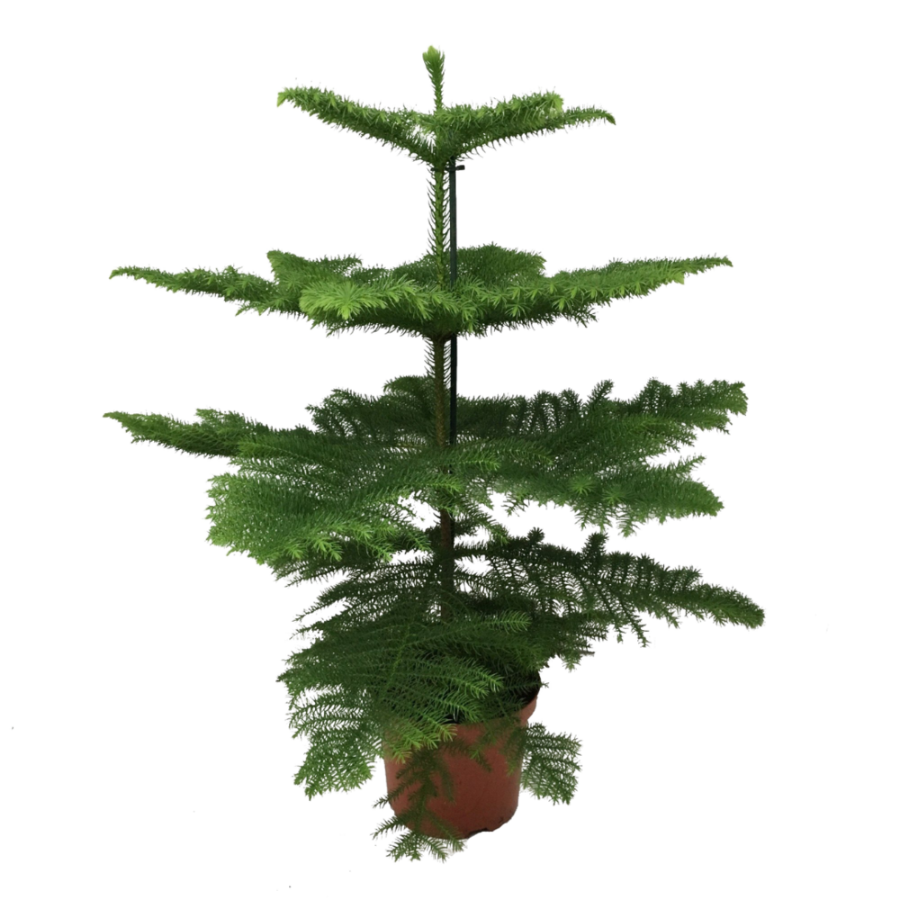 Araucaria heterophylla - pino de norfolk - maceta 21cm - altura 70-80cm
