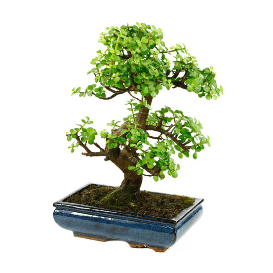 Bonsaï Portulacaria:13-14 ans étage