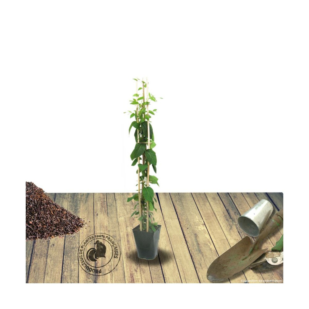 Chèvrefeuille periclymenum scentsation®/lonicera periclymenum scentsation®[-]godet - 5/10 cm