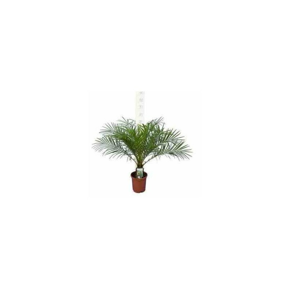 Phoenix roebelenii (dattier du laos, palmier dattier nain) taille 40 litres - tronc 100/120cm