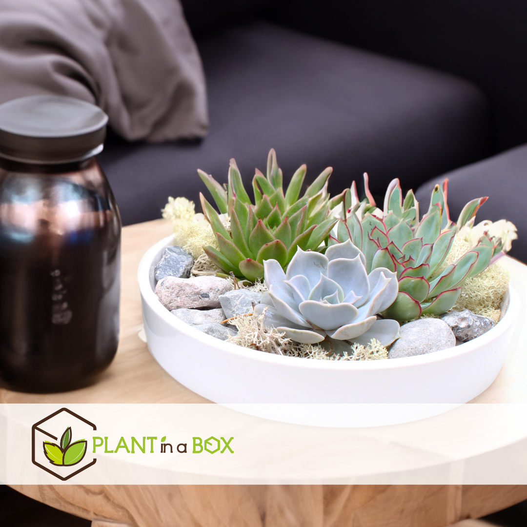 Echeveria garden mix white - succulentes à échelle décorative - blanc - 20 cm