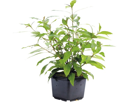 Reuzenwatervriend - Hygrophila corymbosa 'Stricta' XXL