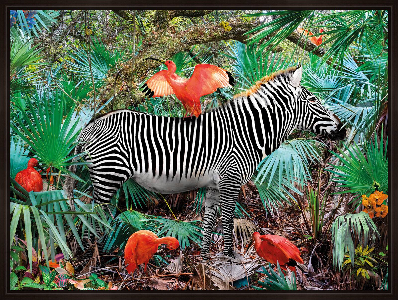 Ibises & Zebra by Pat Swain - Limited Edition. Edition of: 150. Signed.