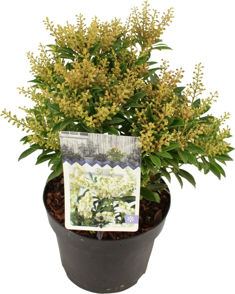Rotsheide (Pieris japonica 'Debutante') D 17 H 20 cm