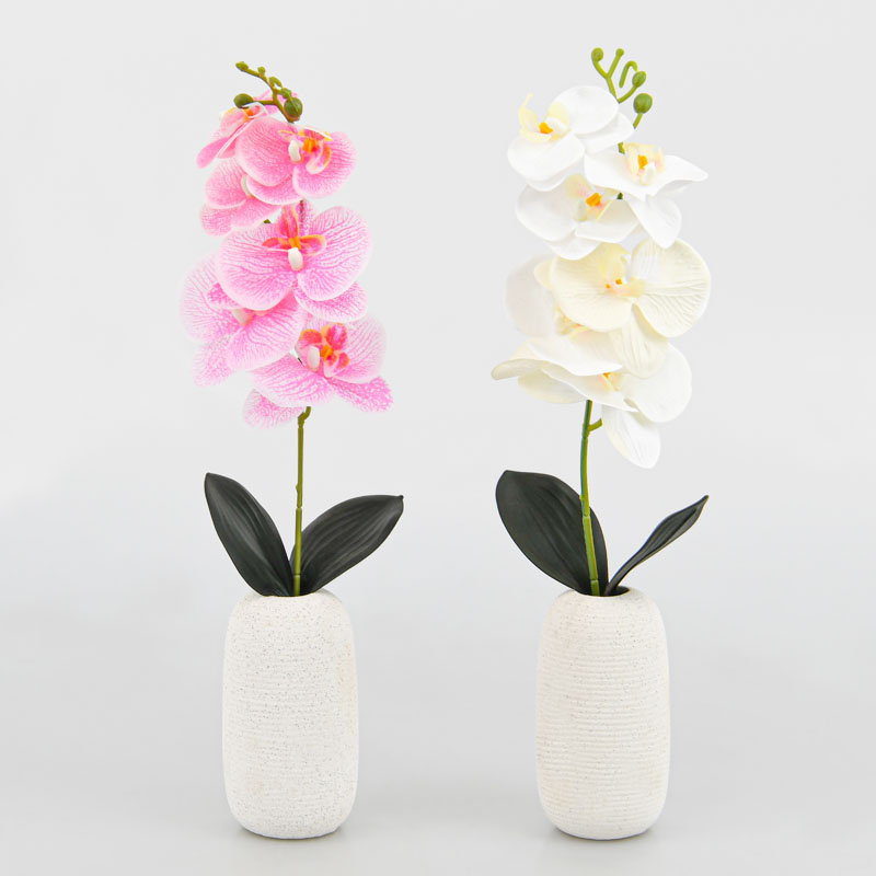 Orchidée en pot