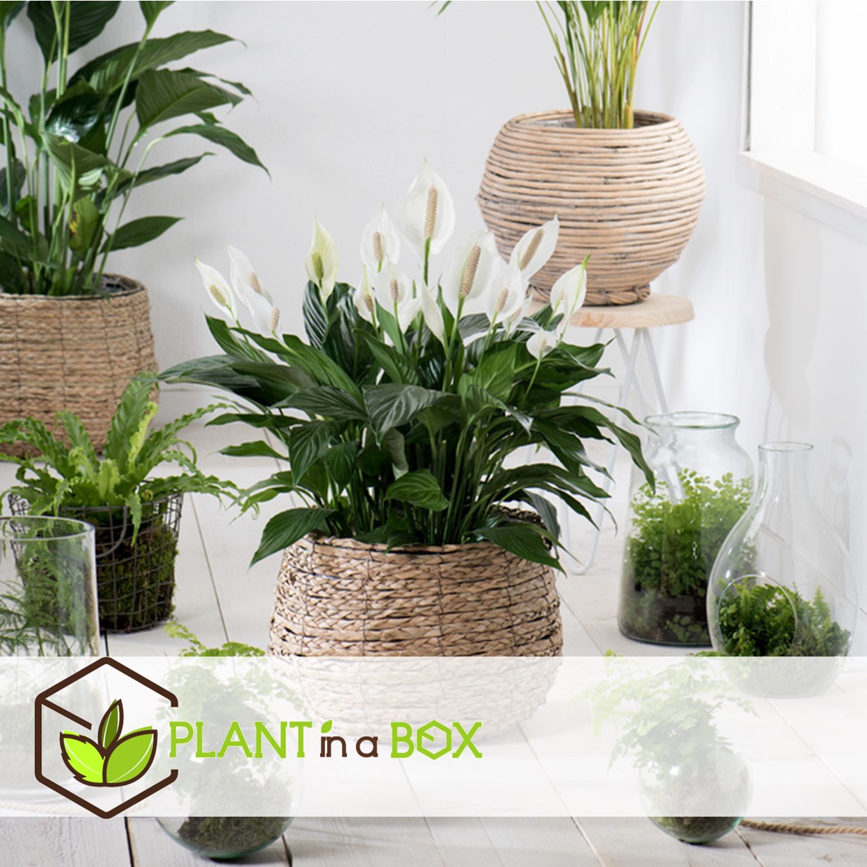 Spathiphyllum 'spoonplant' - pot 12cm - hauteur 30-45cm