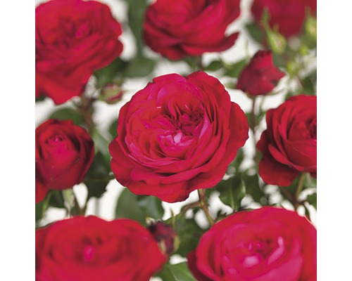 Floribunda roos 'Red Meilove' Floraself Rosa 'Red Meilove' H 15-60 cm Co 3 L