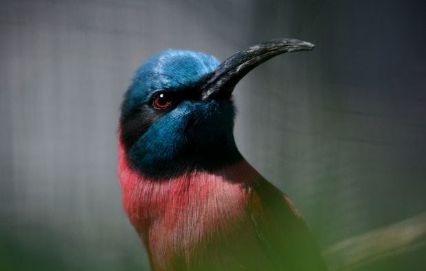 Fotokurs durch den Kölner Zoo als Geschenk