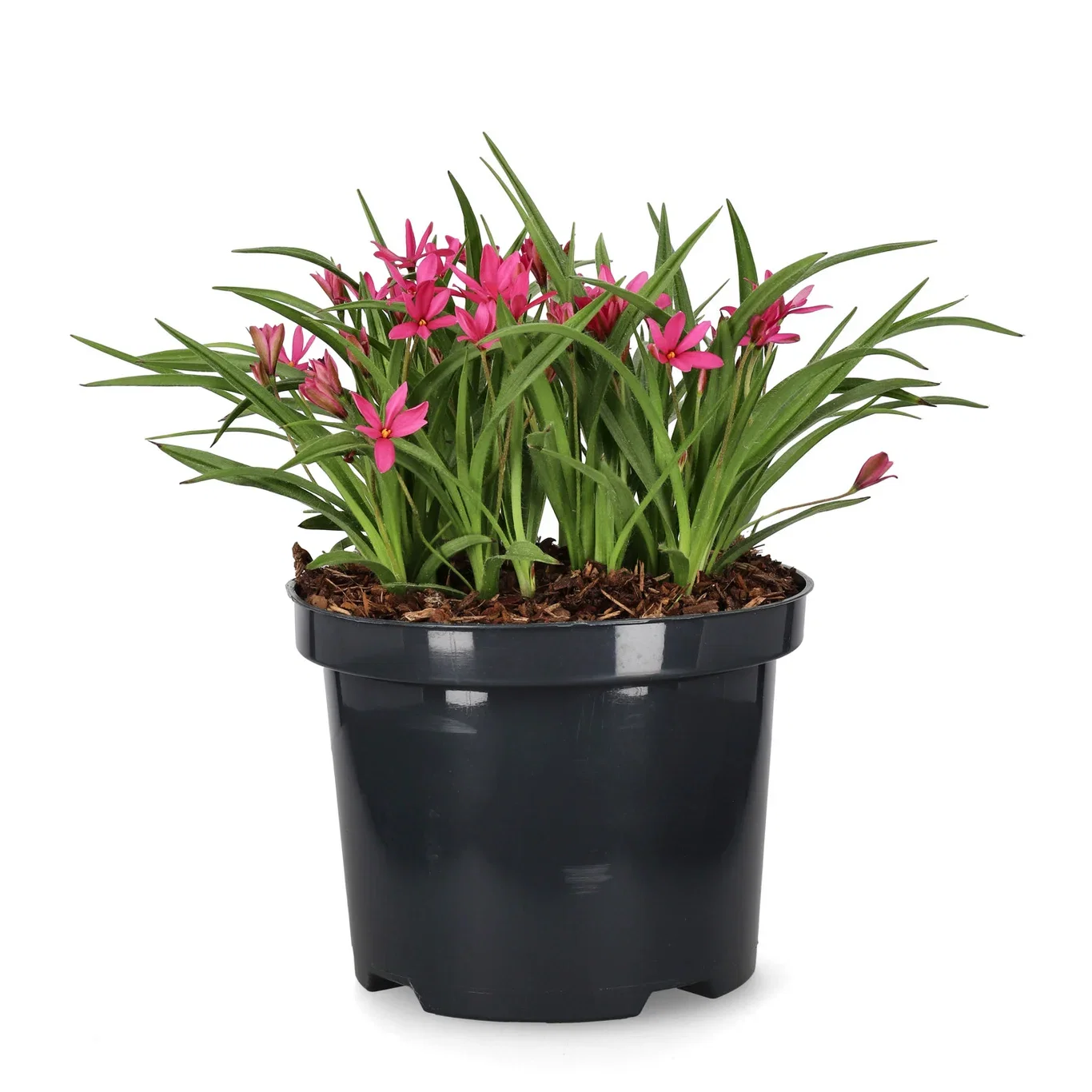 Rhodoxis 'Fairytale' Rhodoxis 'Fairytale' Ø17 cm