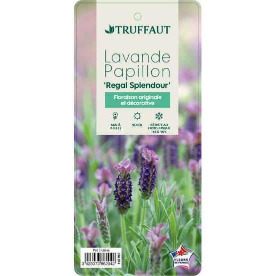 Lavandula stoechas Splend : ctr 3 litres RC