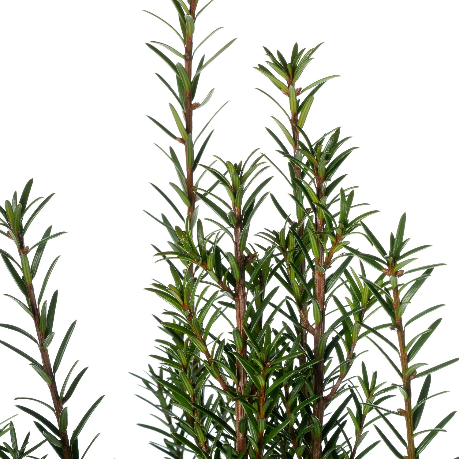 Taxus (Taxus baccata) D 17 H 50 cm