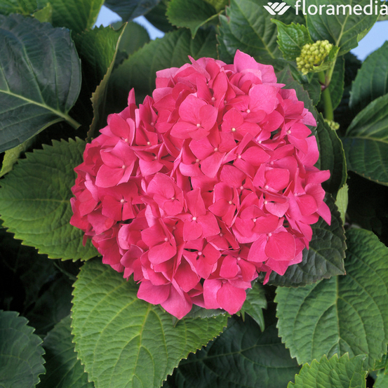 Hydrangea 