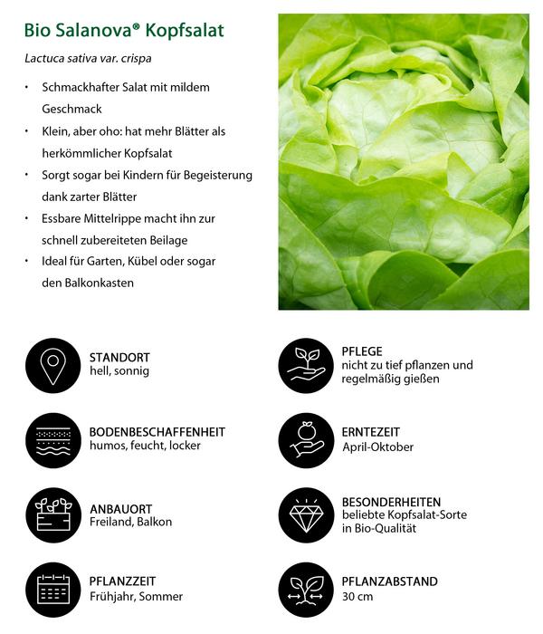 Bio Salanova® Kopfsalat, 6er Schale