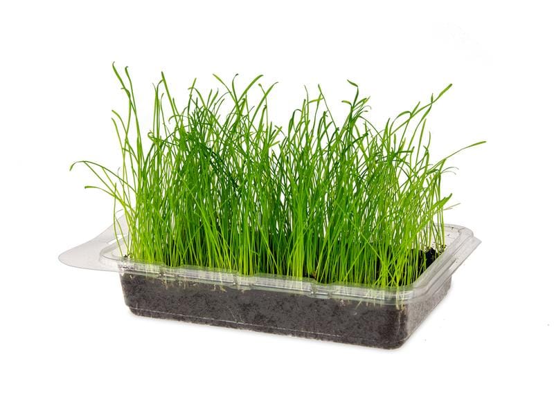 Karlie Nagergras Vital Bio Schale mit Wachstumsmedium und Samen