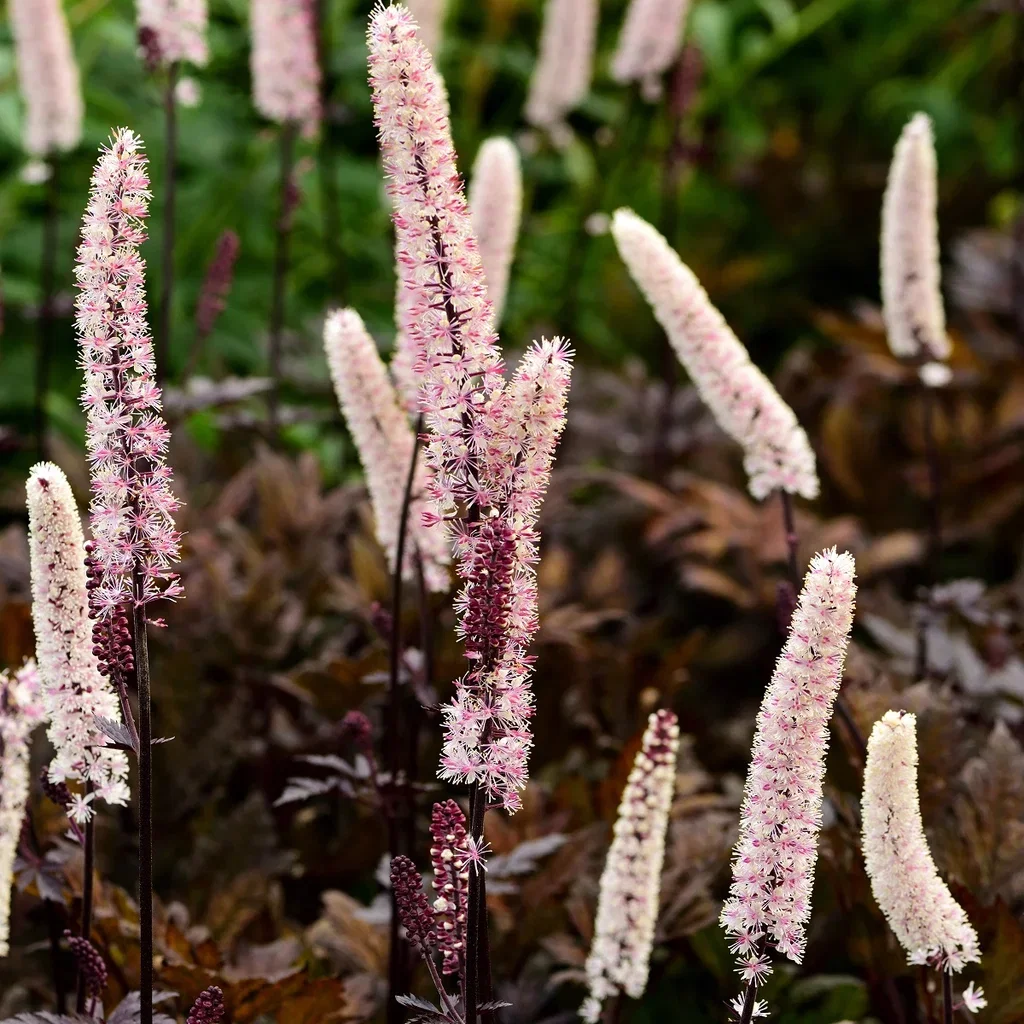 Actaea simplex 'Brunette' Høstormedrue 'Brunette' Ø23 cm