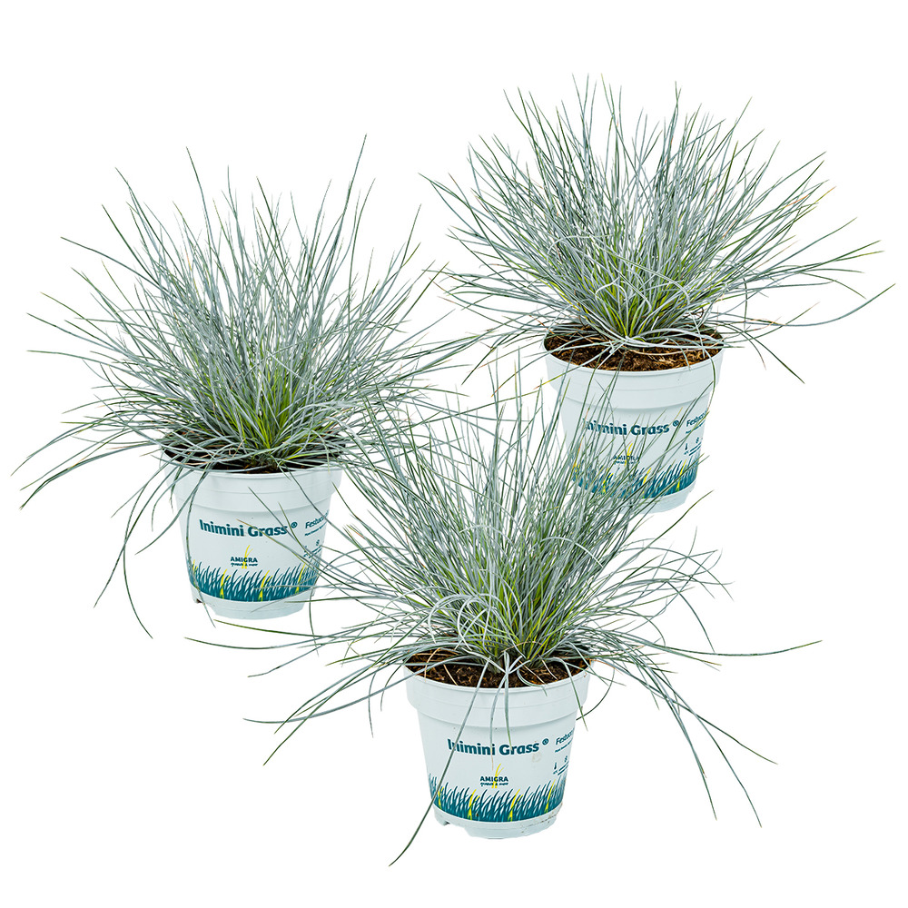 3x festuca glauca 'eisvogel' - fétuque bleue - rustique - ⌀10.5 cm - ↕15-20 cm