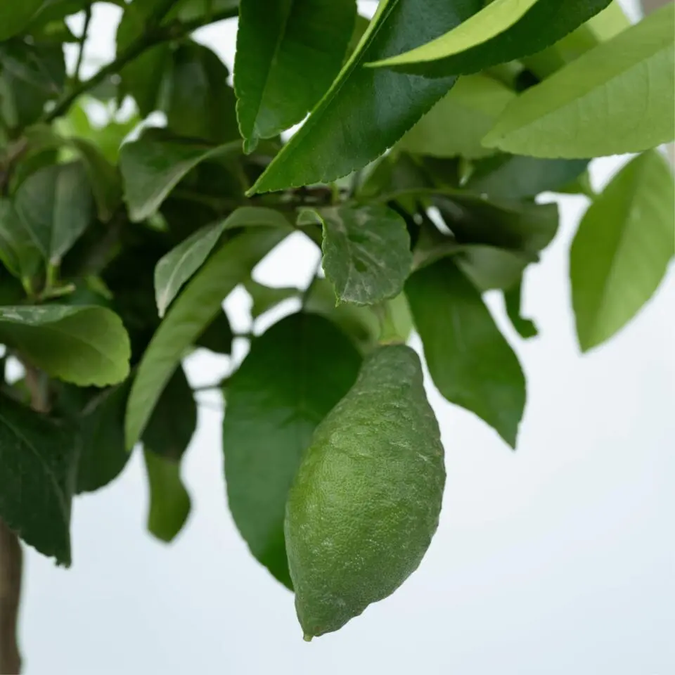 Citroenboom - Citrus limon - Hoogte 60-70cm - ⌀19cm