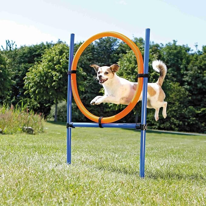 (Ø60cm) Hunde Trainings Ring Agility Kit Outdoor Hindernis Parcours Hochsprung Kreis