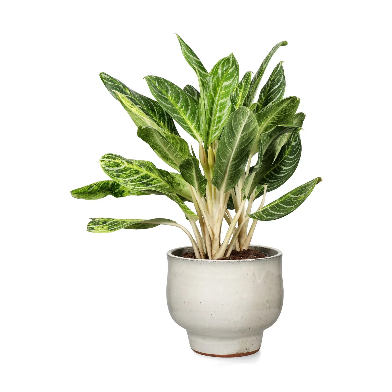 Aglaonema 'Key Lime' Sjømannstrøst 'Key Lime' Høyde 70 cm