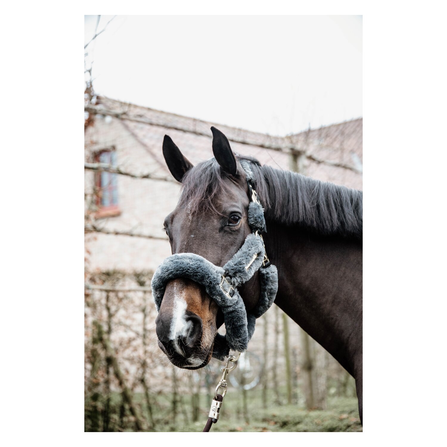 KENTUCKY Lammfell-Transport-Halfter - grey