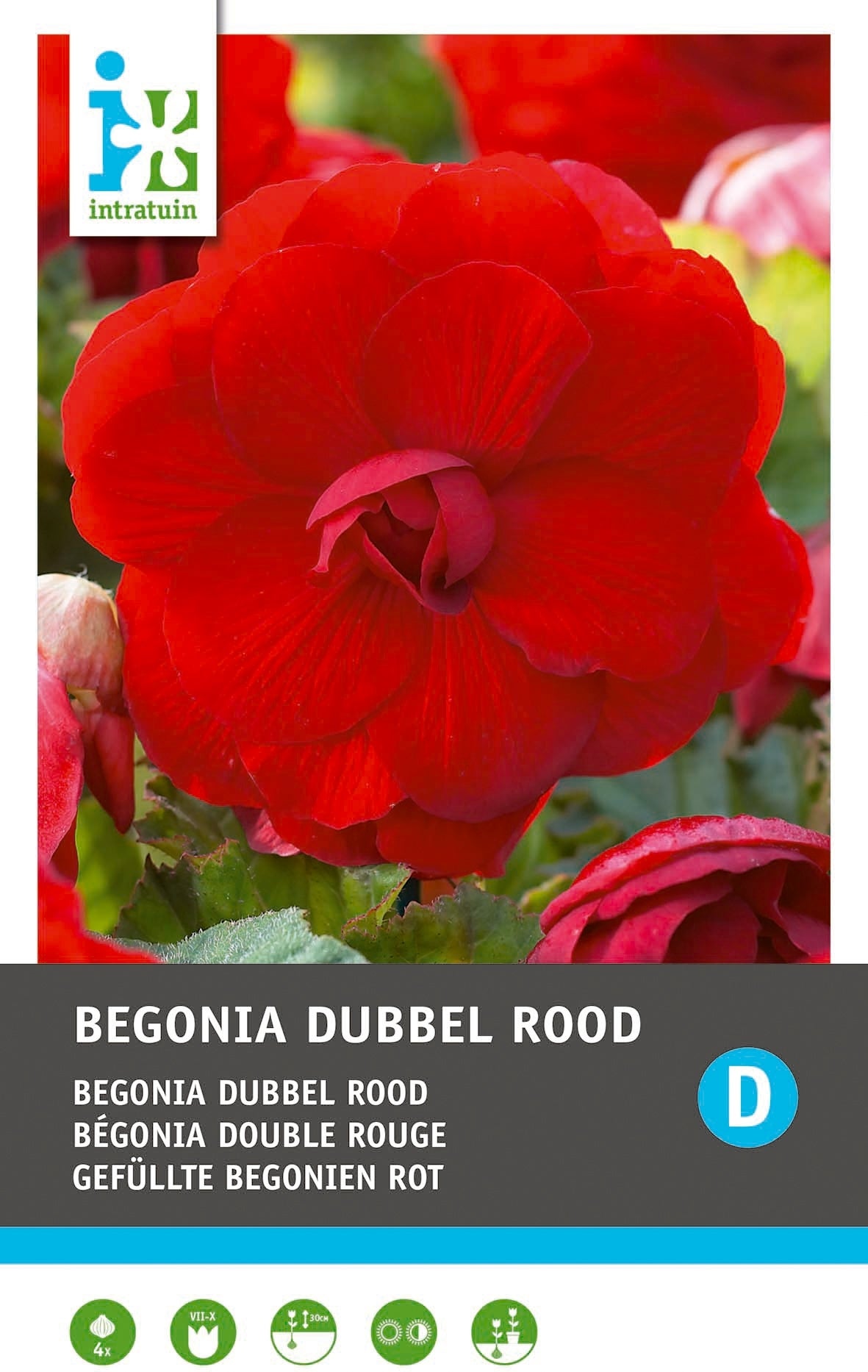Intratuin Begonia knol (Begonia grandiflora) rood 3 stuks