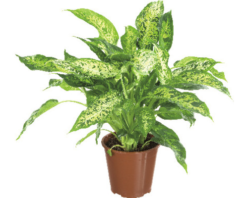 Dieffenbachia FloraSelf Dieffenbachia compacta H 50-60 Ø 17 cm pot