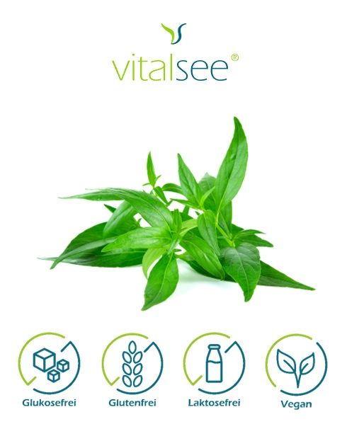 Vitalsee ANDROGRAPHIS paniculata 300 Extrakt