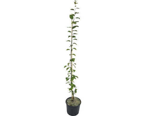 Biologische zuilpruim 'Aprimira' FloraSelf Biologische Prunus domestica Starline® 'Aprimira' H 120-150 cm Co 7.5 L